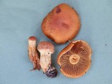 Cortinarius limonius image