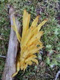 Clavulinopsis fusiformis image