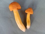 Humidicutis marginata var. marginata image