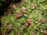 Baeomyces rufus image