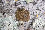 Melanelixia subaurifera image