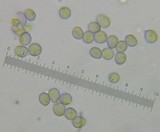 Amanita abrupta image