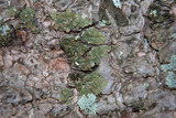 Melanohalea halei image