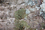 Melanohalea halei image