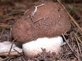 Leccinum manzanitae image