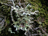 Bunodophoron melanocarpum image
