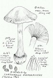 Cortinarius purpurascens image