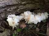 Pleurotus pulmonarius image