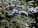 Bunodophoron melanocarpum image
