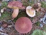 Suillus spraguei image