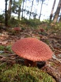 Suillus spraguei image