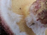 Suillus spraguei image