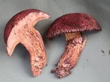 Suillus spraguei image