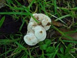 Abortiporus biennis image
