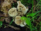Abortiporus biennis image