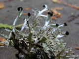 Bunodophoron melanocarpum image