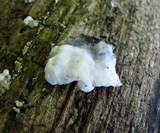 Gloeoporus dichrous image