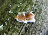 Gloeoporus dichrous image