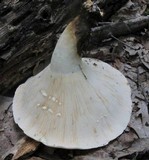 Lactarius piperatus image