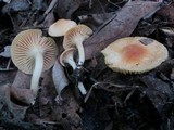 Cuphophyllus pratensis image