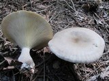 Ampulloclitocybe clavipes image