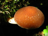 Psathyrella delineata image