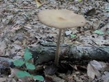 Hymenopellis furfuracea image