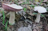 Laccaria ochropurpurea image