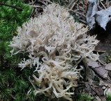 Clavulina coralloides image