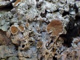 Punctelia subrudecta image