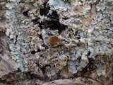 Punctelia subrudecta image