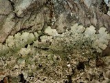 Punctelia subrudecta image