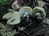 Tricholoma palustre image