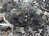 Cetraria aculeata image