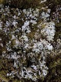 Parmelia saxatilis image