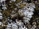 Parmelia saxatilis image