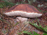 Leccinum manzanitae image