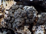 Fuscopannaria mediterranea image