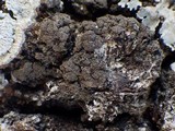 Fuscopannaria mediterranea image