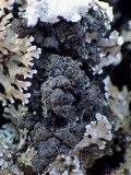 Fuscopannaria mediterranea image