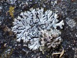 Physcia caesia image