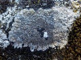 Fuscidea cyathoides var. cyathoides image