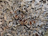 Parmelina carporrhizans image