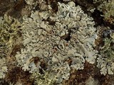 Parmelina carporrhizans image