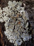 Parmelina carporrhizans image