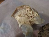 Russula aeruginea image