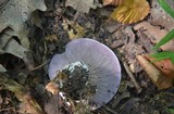 Cortinarius lilacinus image