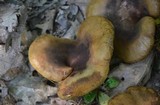 Boletinellus merulioides image