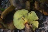 Boletinellus merulioides image