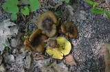 Boletinellus merulioides image